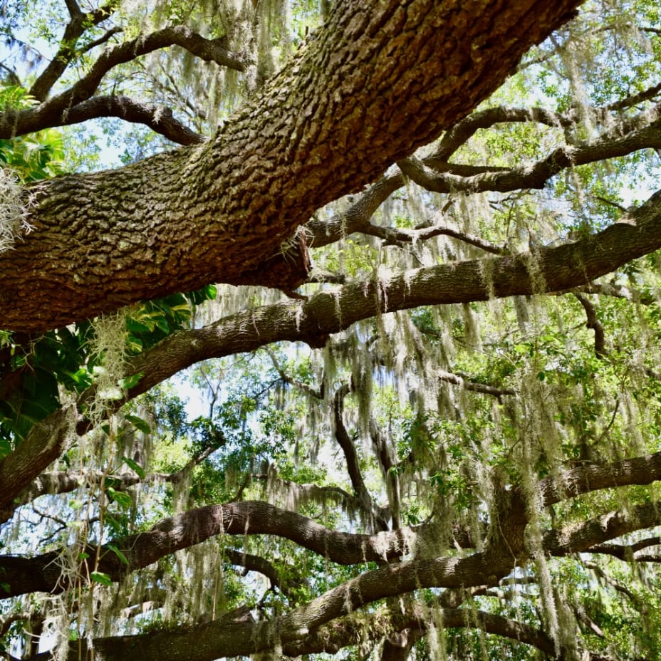 An image of a tree in Sunbridge community, St. Cloud, Florida in Metro Orlando.