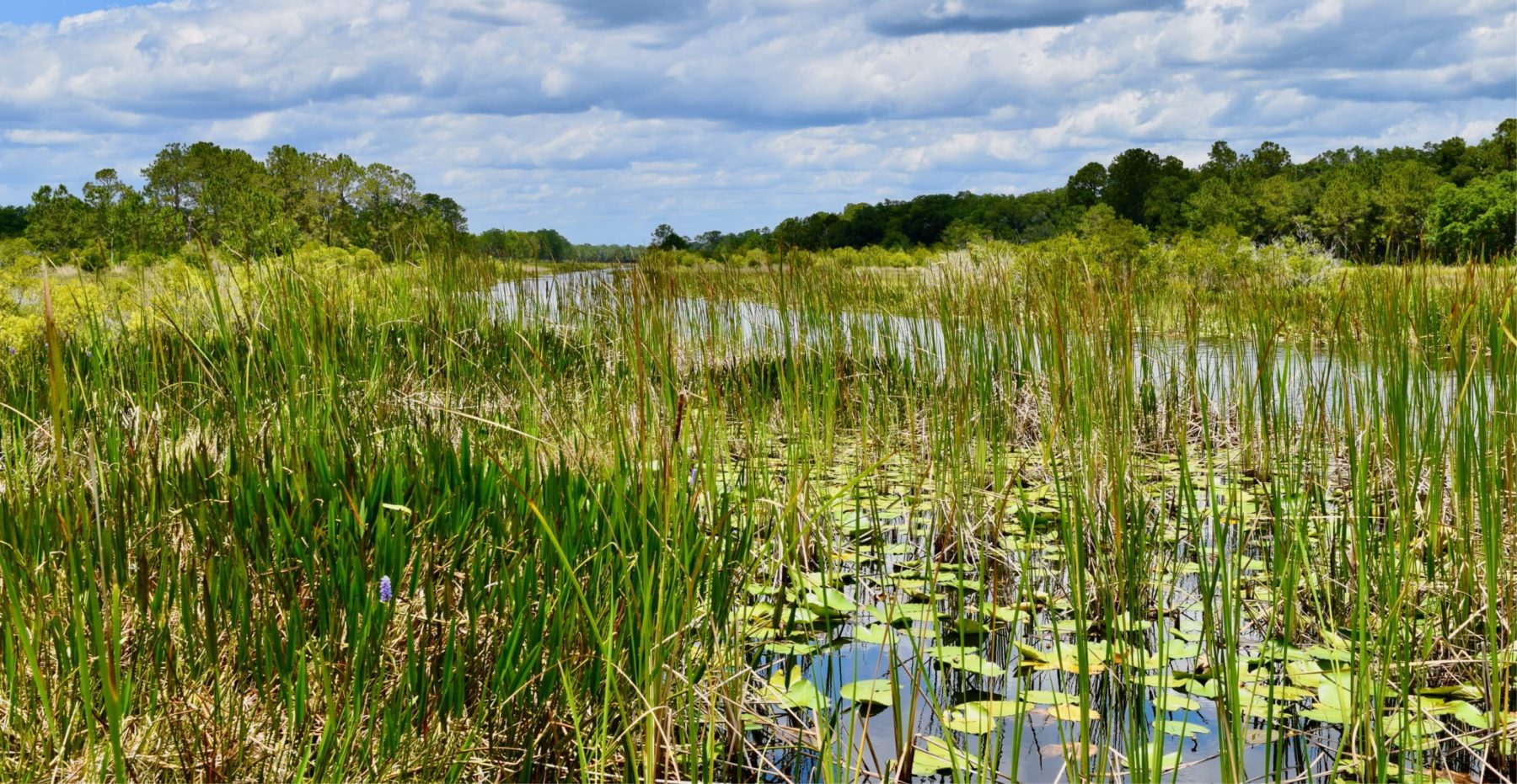 Grass and wetlands in Sunbridge community, St. Cloud, Florida in Metro Orlando.