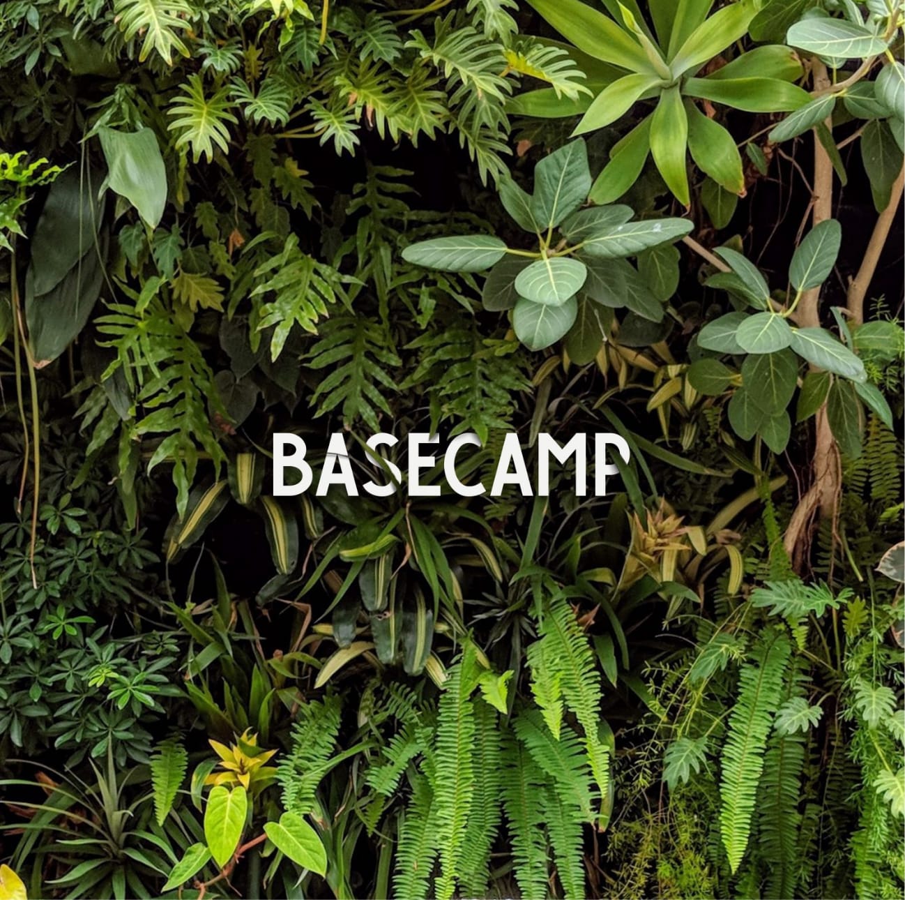 Large wall covered in various tropical green plants with the word "Basecamp" placed in the middle