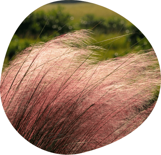 Image of tall grass blowing in the wind.