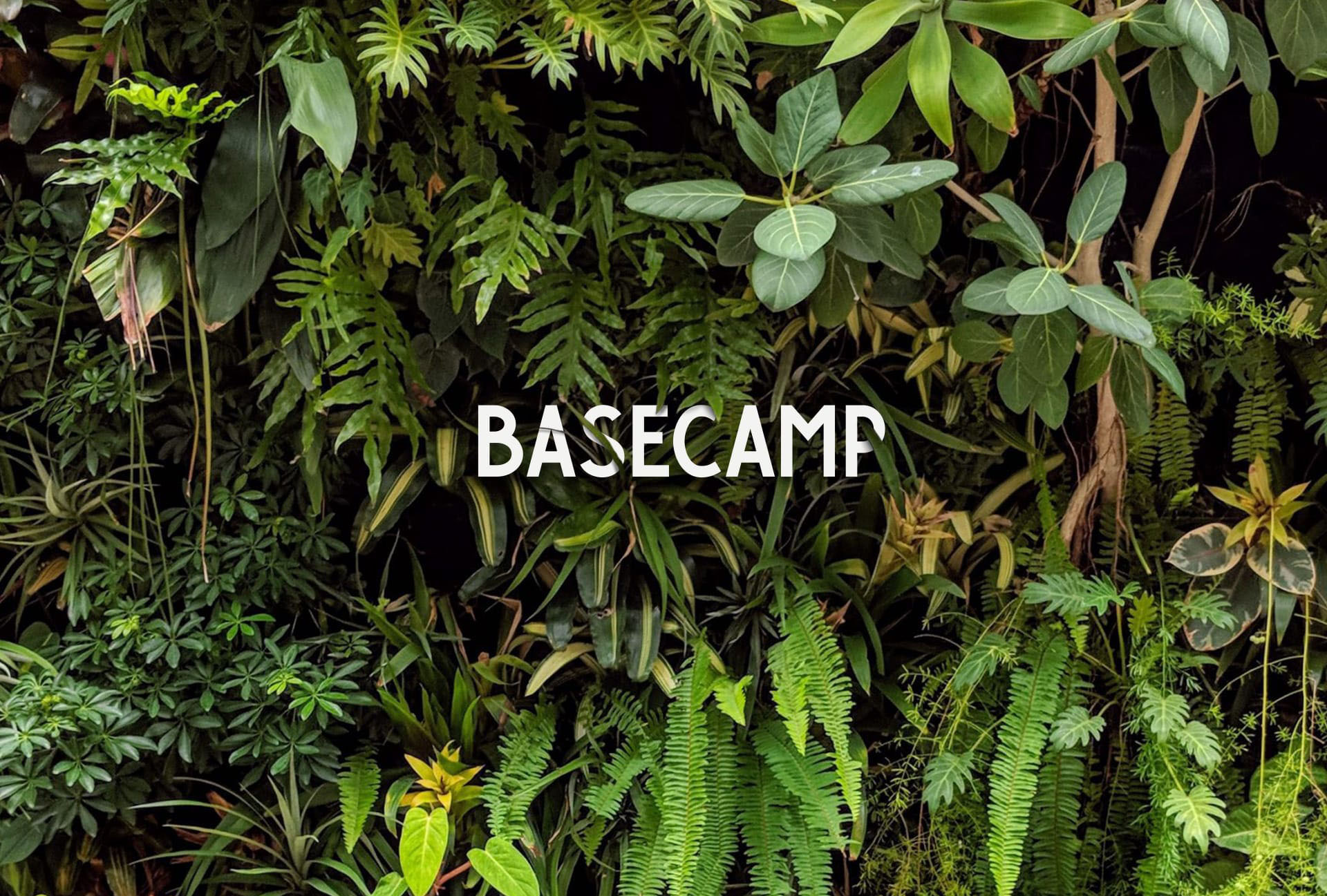 Large wall covered in various tropical green plants with the word "basecamp" place in the middle