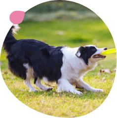 A black and white dog playing with a yellow disc in a park in Sunbridge community, St. Cloud, Florida in Metro Orlando