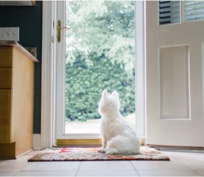 A small white dog sitting and looking out of a glass door in Sunbridge community, St. Cloud, Florida in Metro Orlando