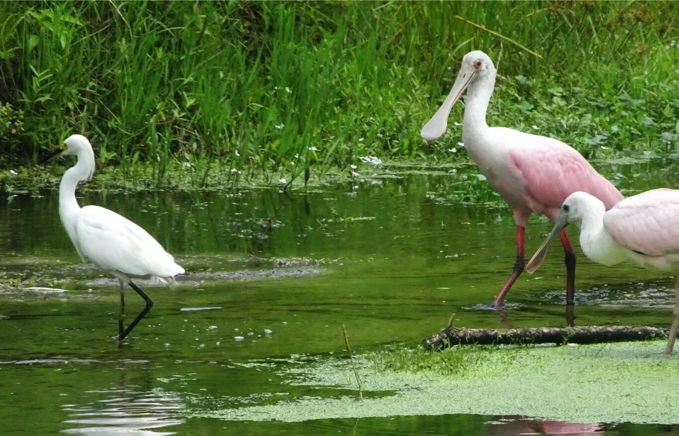 Three herons standing in a pond in Sunbridge community, St. Cloud, Florida in Metro Orlando