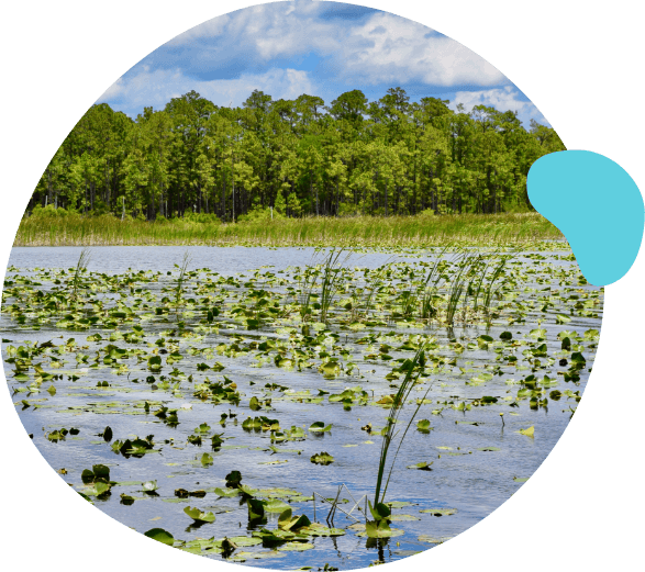Wetlands and a pond in Sunbridge community, St. Cloud, Florida in Metro Orlando