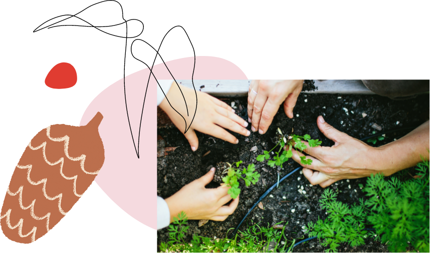 A collage of an image of hands gardening and an illustration of a brown pinecone
