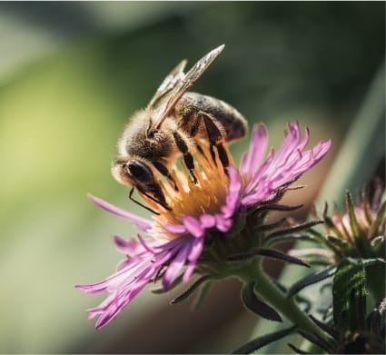Image of a bee gathering pollen from a purple flower in Sunbridge community, St. Cloud, Florida in Metro Orlando.