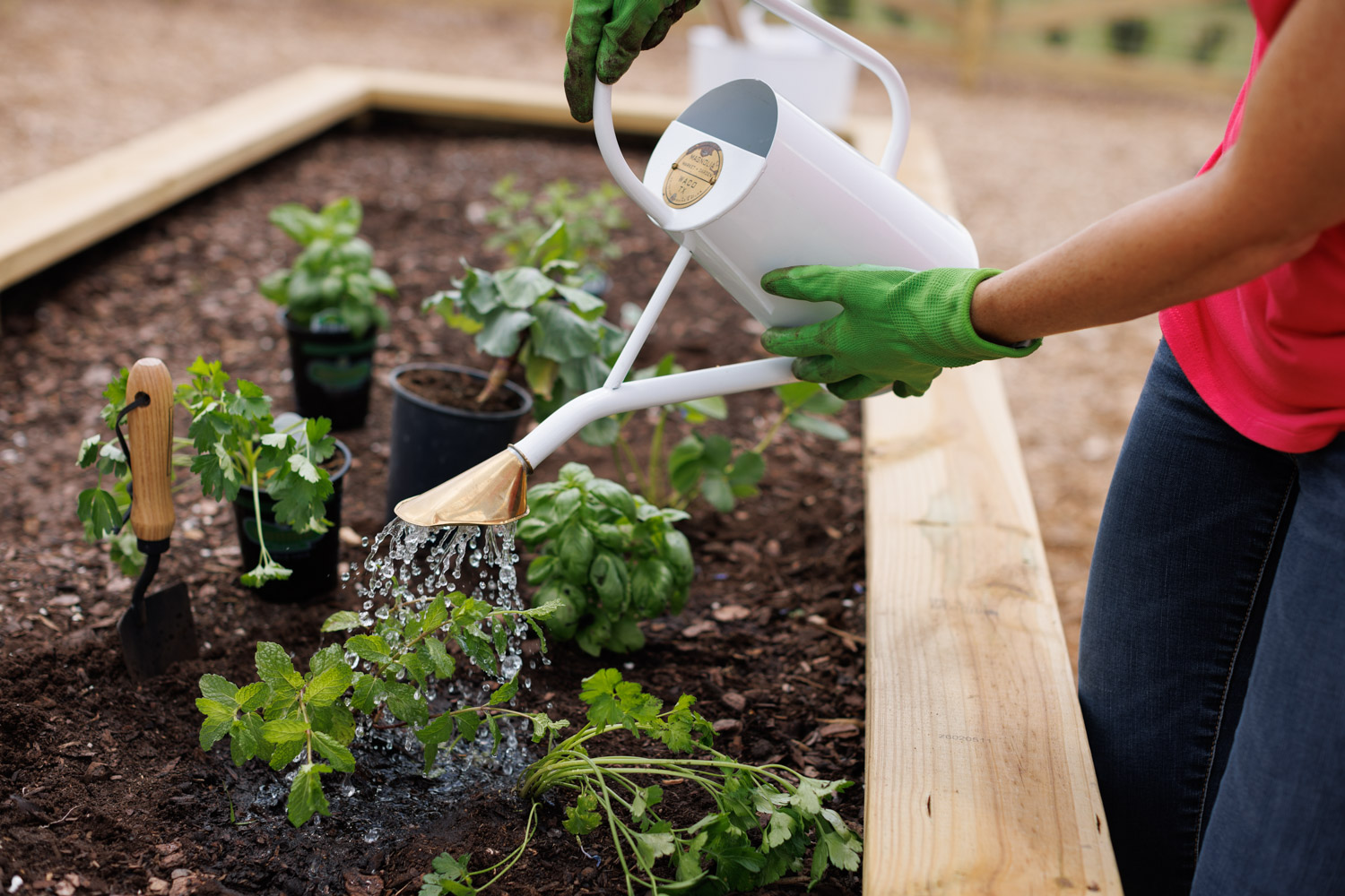 woman watering community garden plot in Weslyn Park Sunbridge