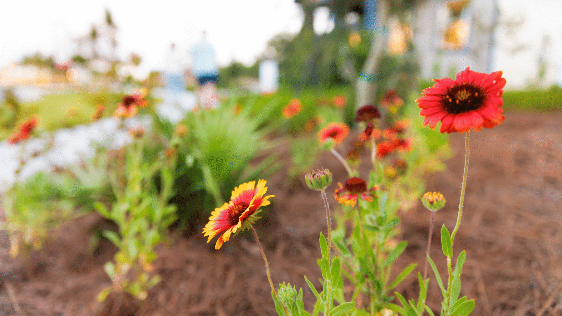 native landscaping