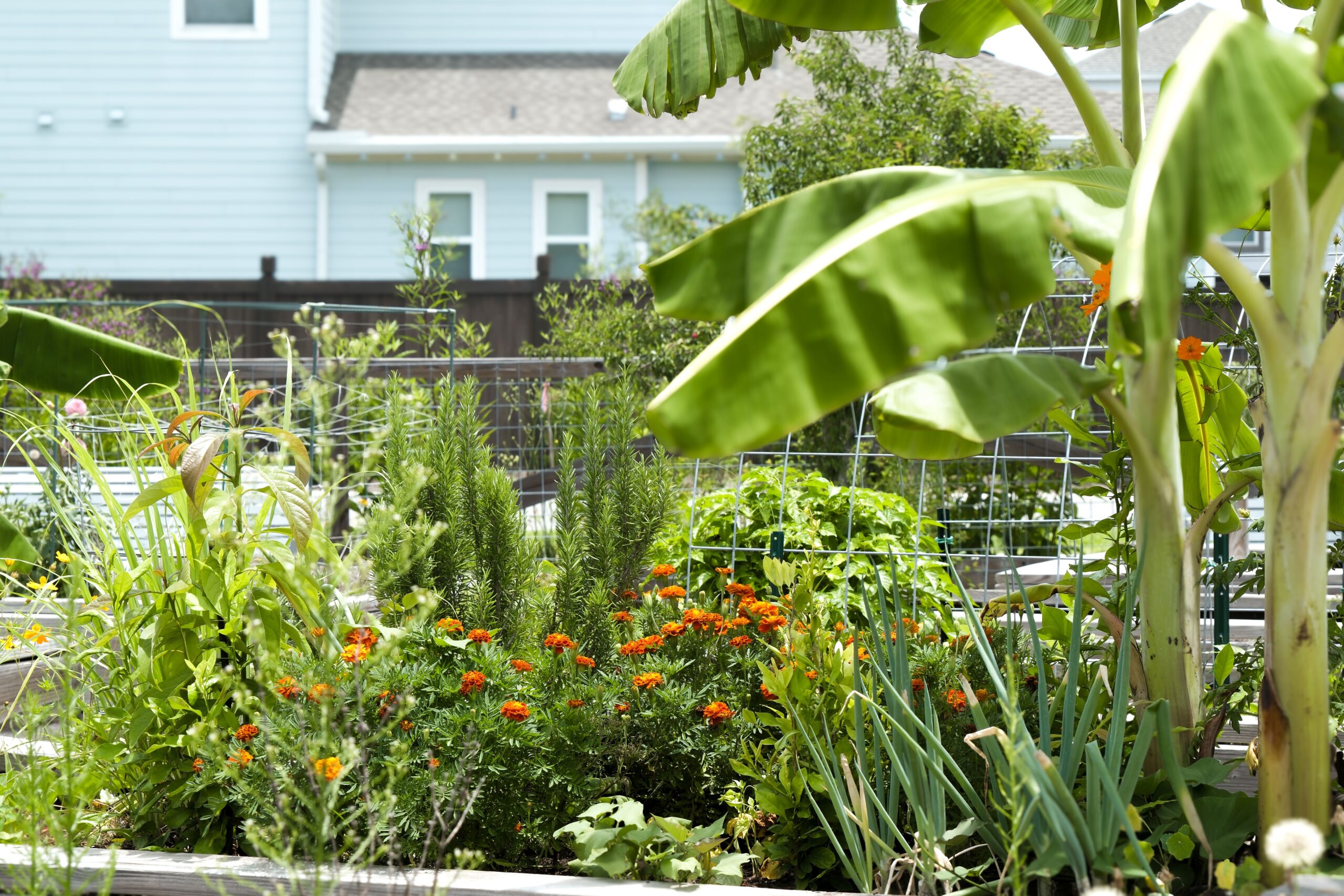 plants in front of a home